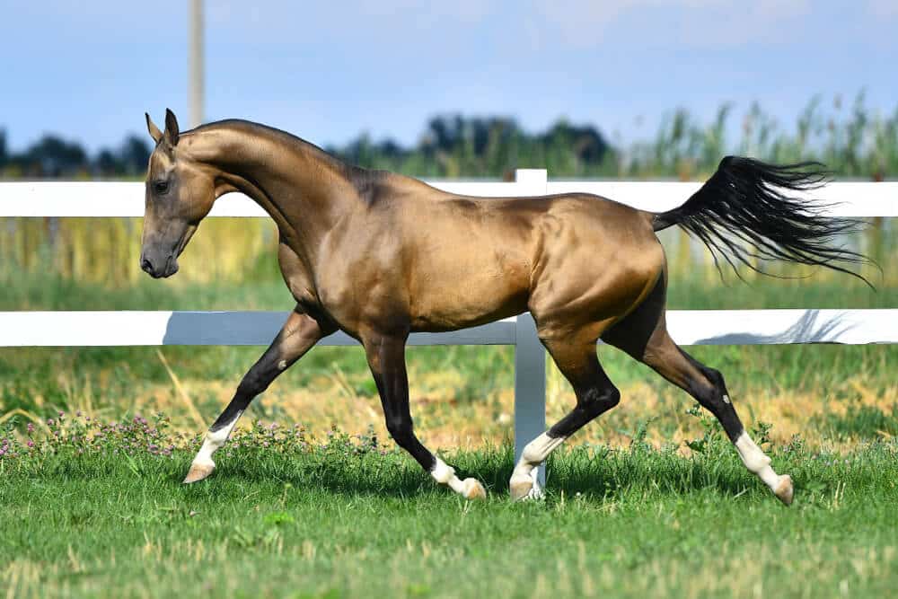 汗血寶馬 Akhal–Teke