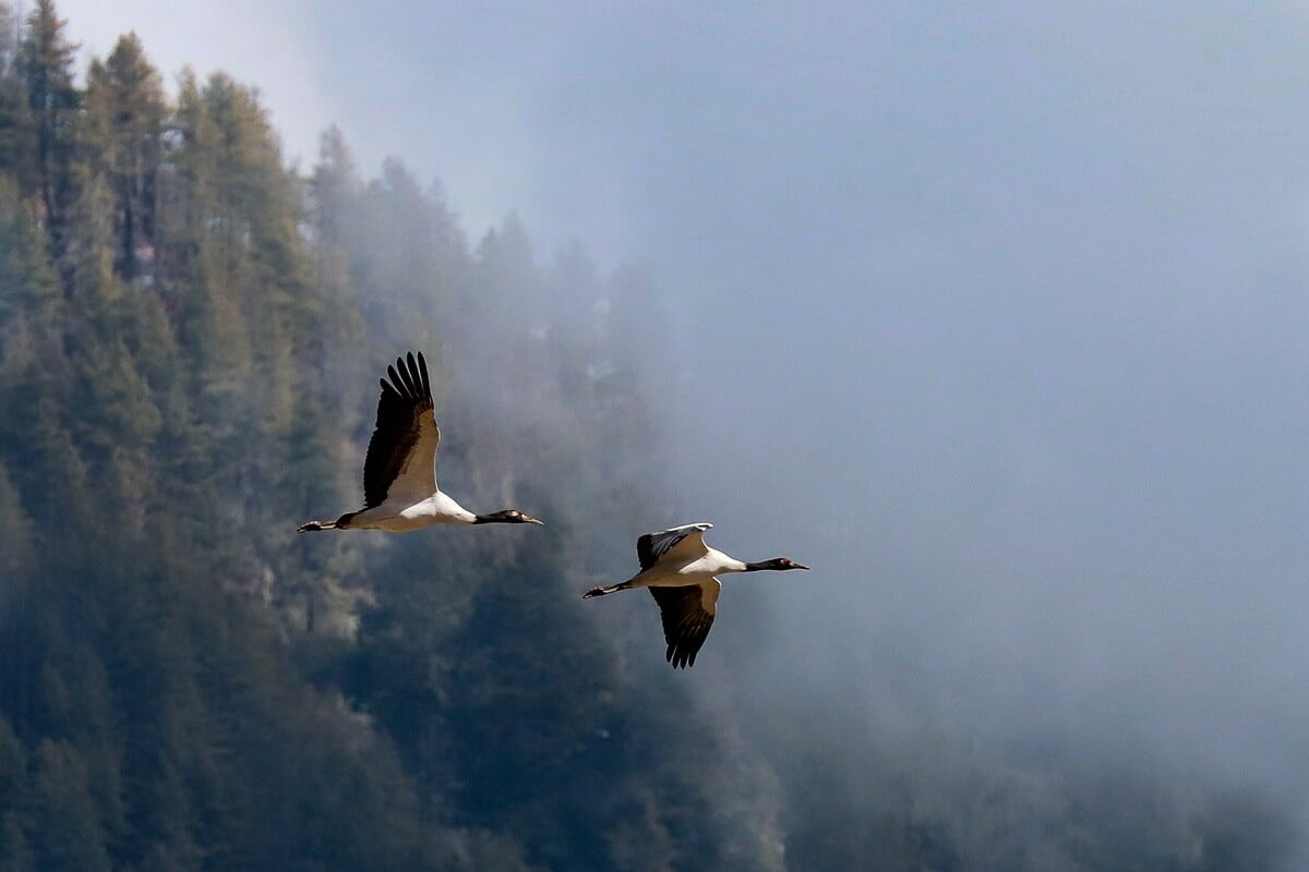 黑頸鶴保育中心 Black-necked Crane Visitor Centre