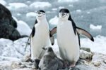 Antartica_animal