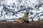 ANTARCTICA - Grange Productions - Seal Meditation (1)