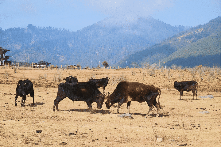 皇家羚牛保護區 Motithang Takin  Preserve