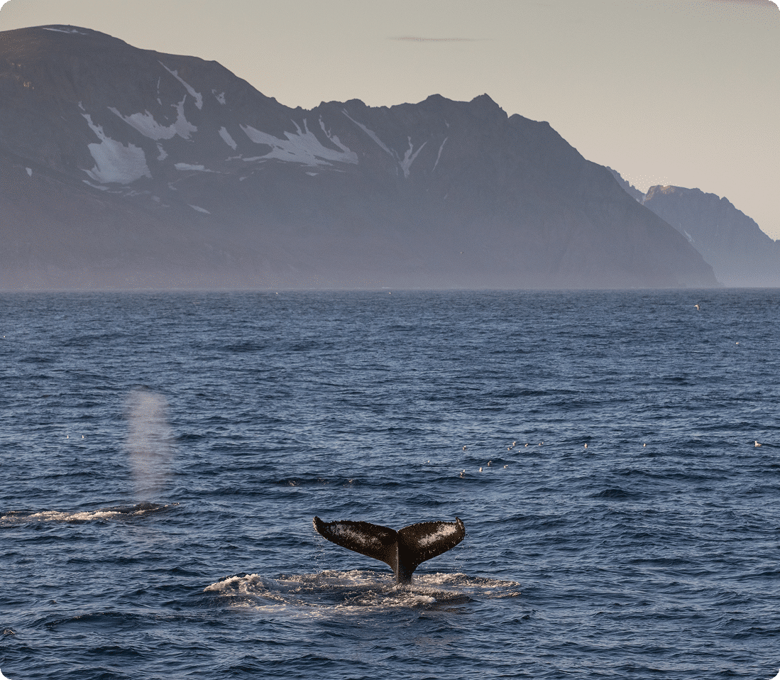 駛過格陵蘭島東北海岸 Greenland’s Northeast Coast