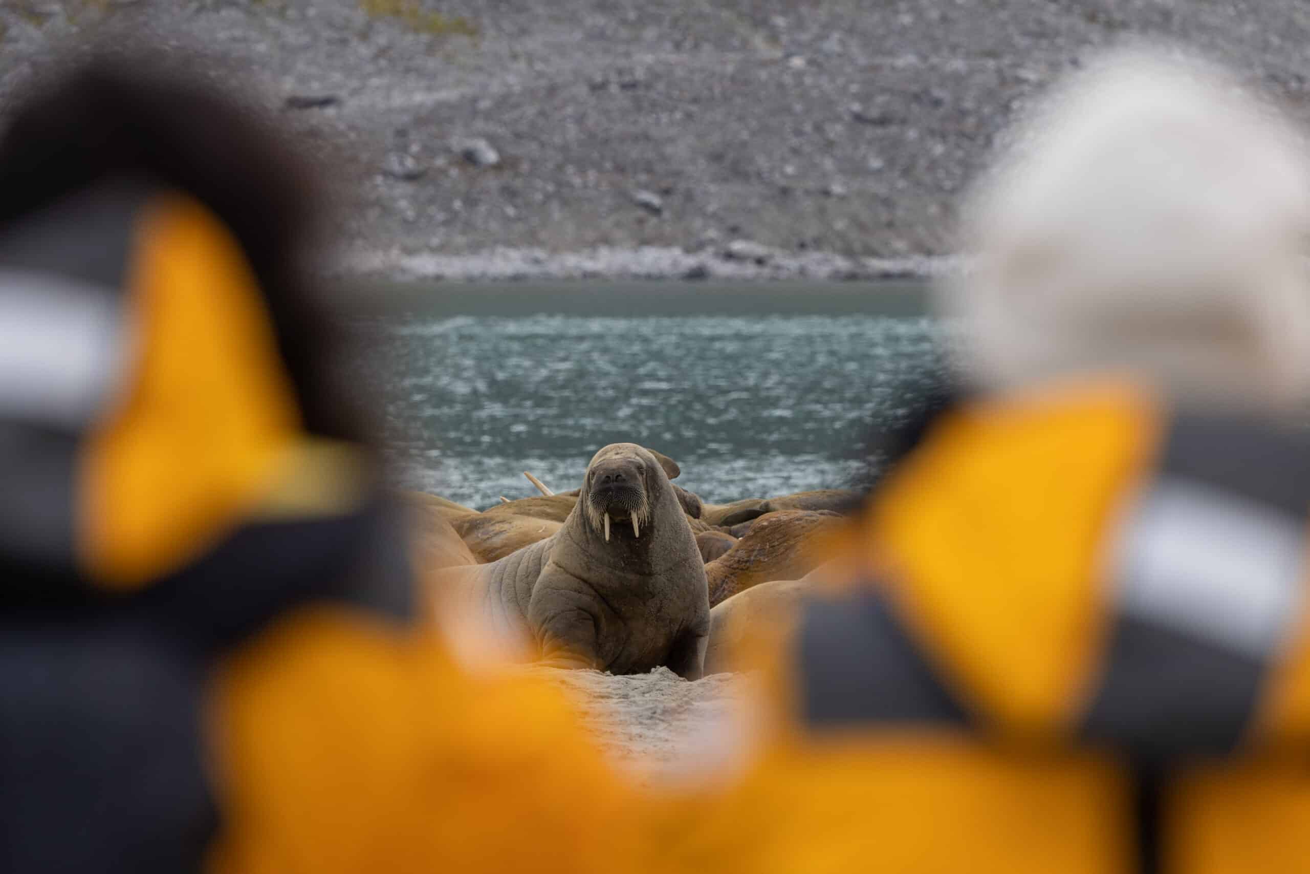 Arctic_zodiac2