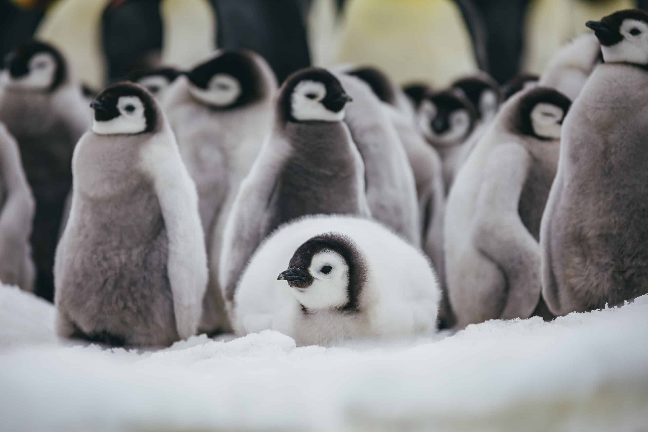 Antartic_Emperor Penguins