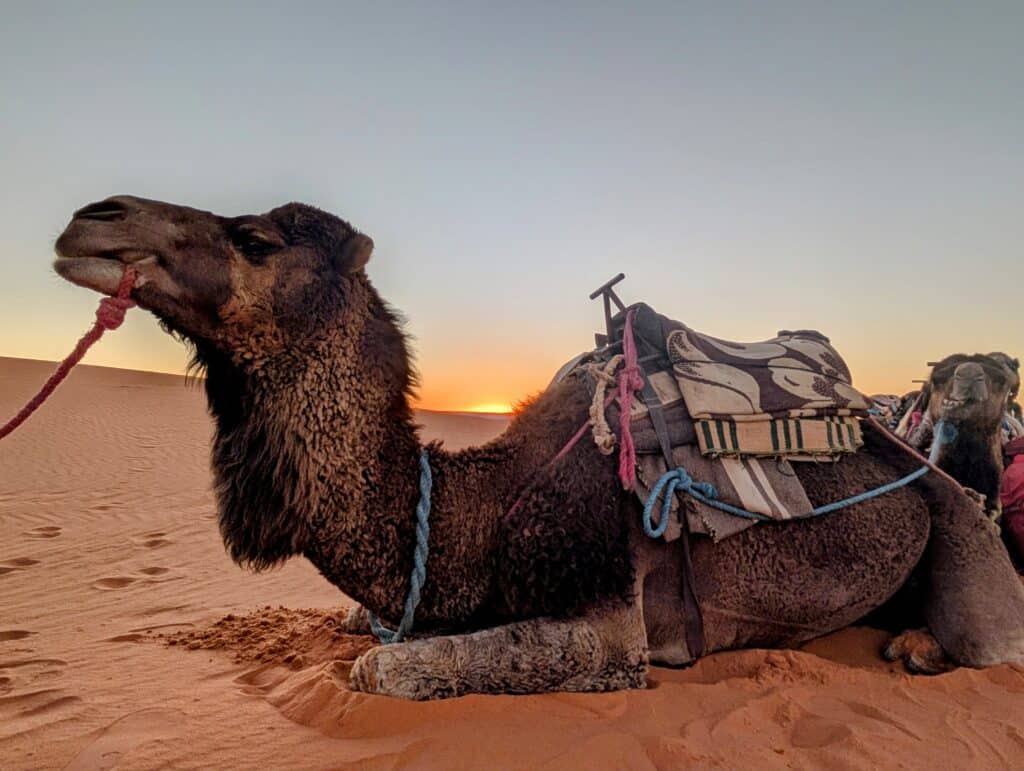 morocco_sahara05