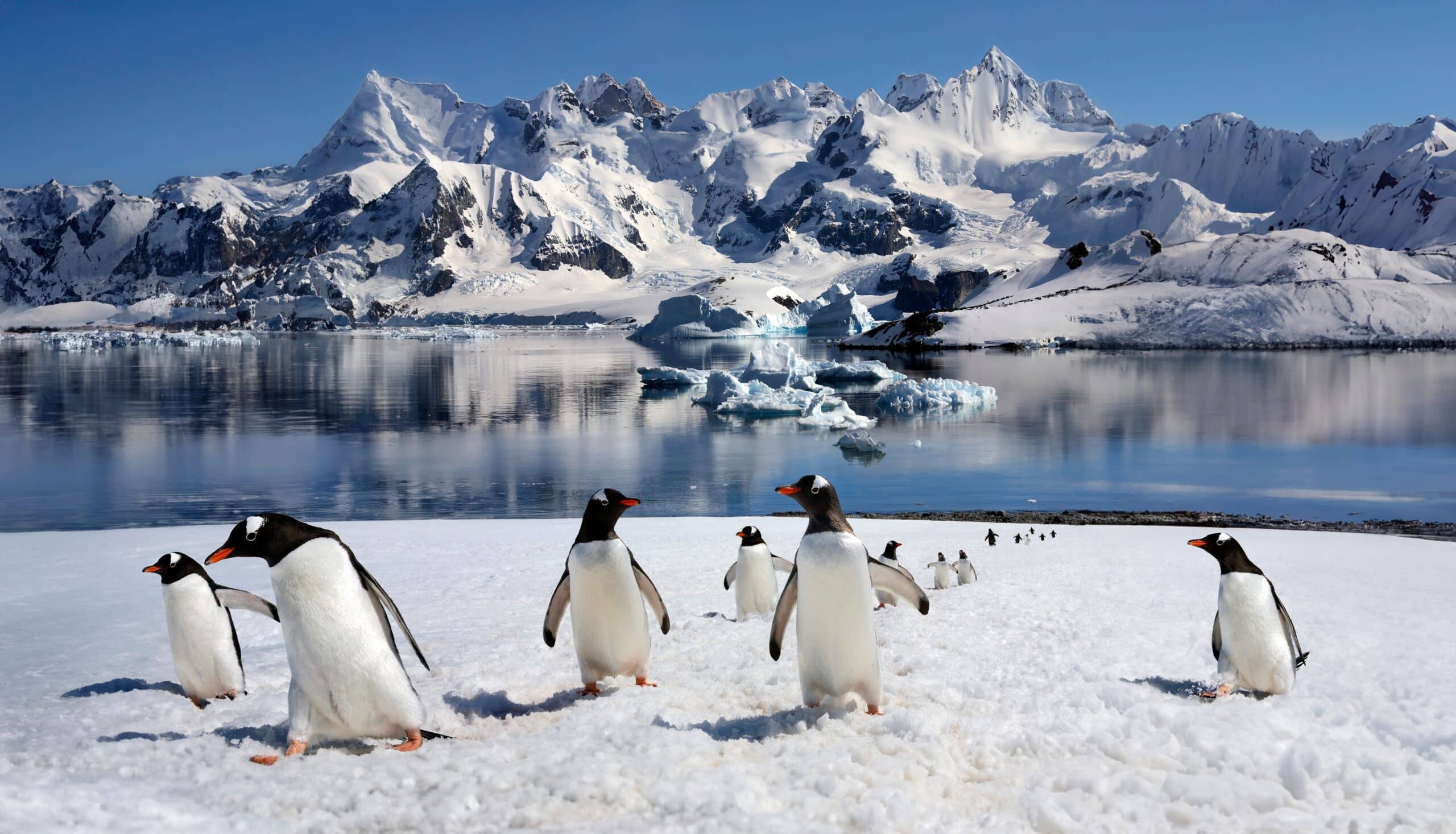 航行至南設得蘭群島及南極半島 South Shetland Islands and Antarctic Peninsula