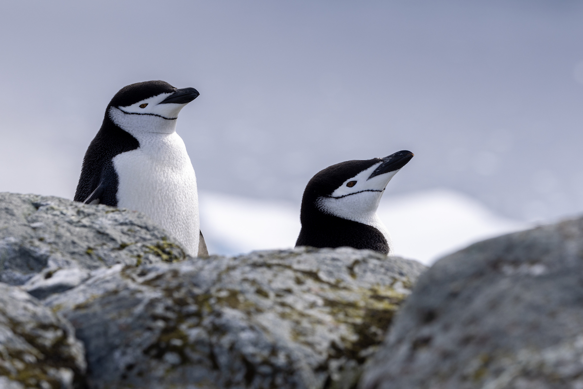 Antarctica_explore_11