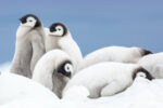 Antarctica_explore_7