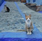 cat in morocco